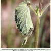 vanessa atalanta larva5 3